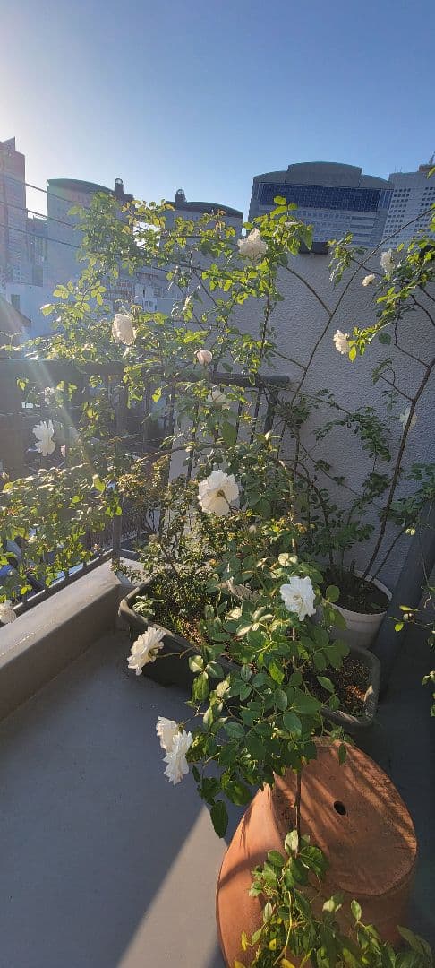 バラ大株鉢植え つる性アイスバーグ 11-12号鉢 幅200cm 高150cm