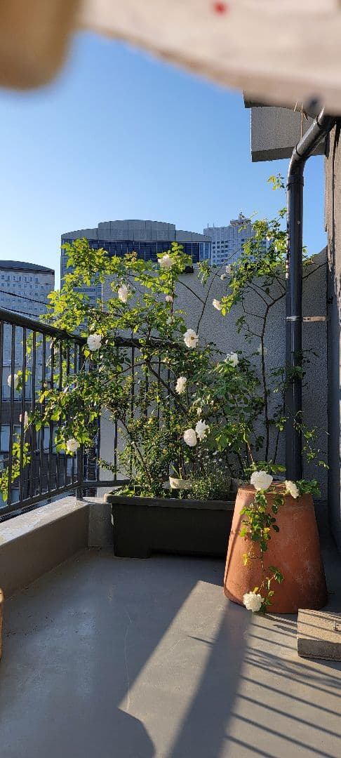 バラ大株鉢植え つる性アイスバーグ 11-12号鉢 幅200cm 高150cm