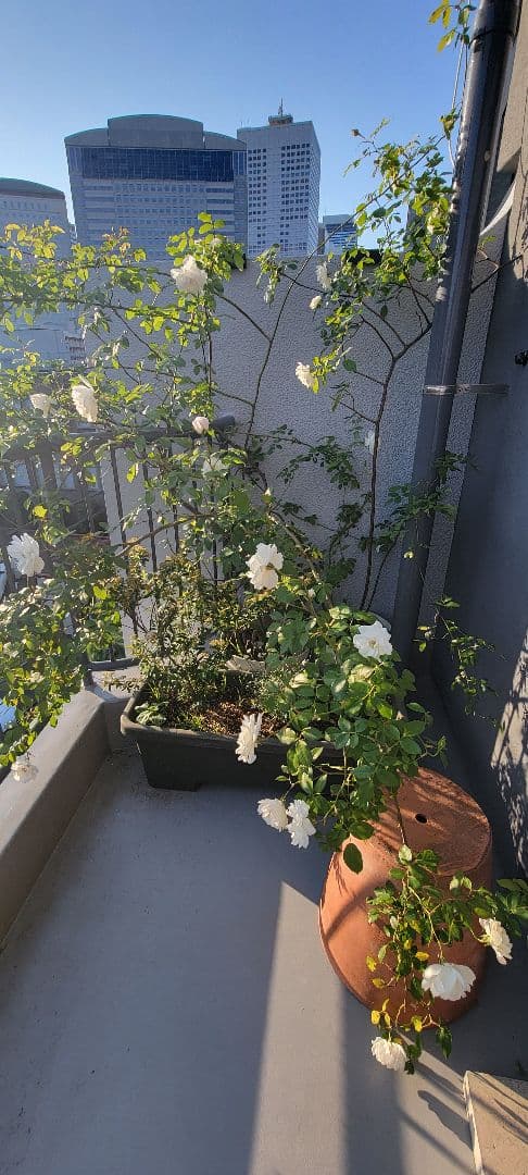 バラ大株鉢植え つる性アイスバーグ 11-12号鉢 幅200cm 高150cm