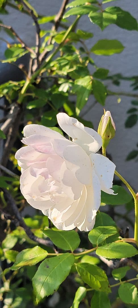 バラ大株鉢植え つる性アイスバーグ 11-12号鉢 幅200cm 高150cm