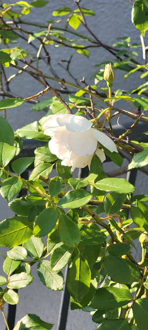 バラ大株鉢植え つる性アイスバーグ 11-12号鉢 幅200cm 高150cm