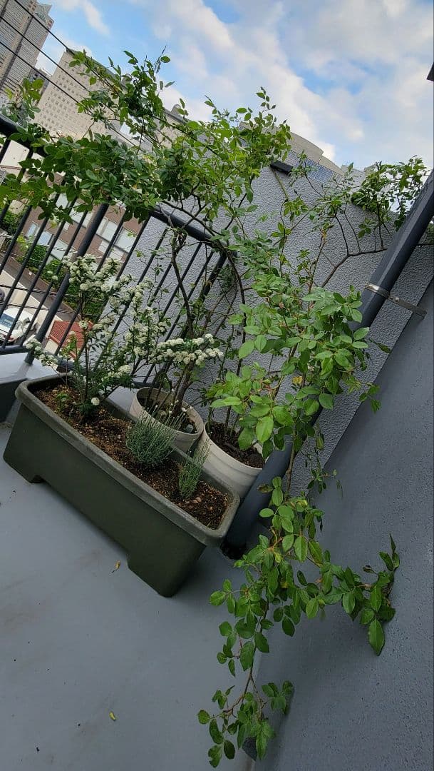 バラ大株鉢植え つる性アイスバーグ 11-12号鉢 幅200cm 高150cm