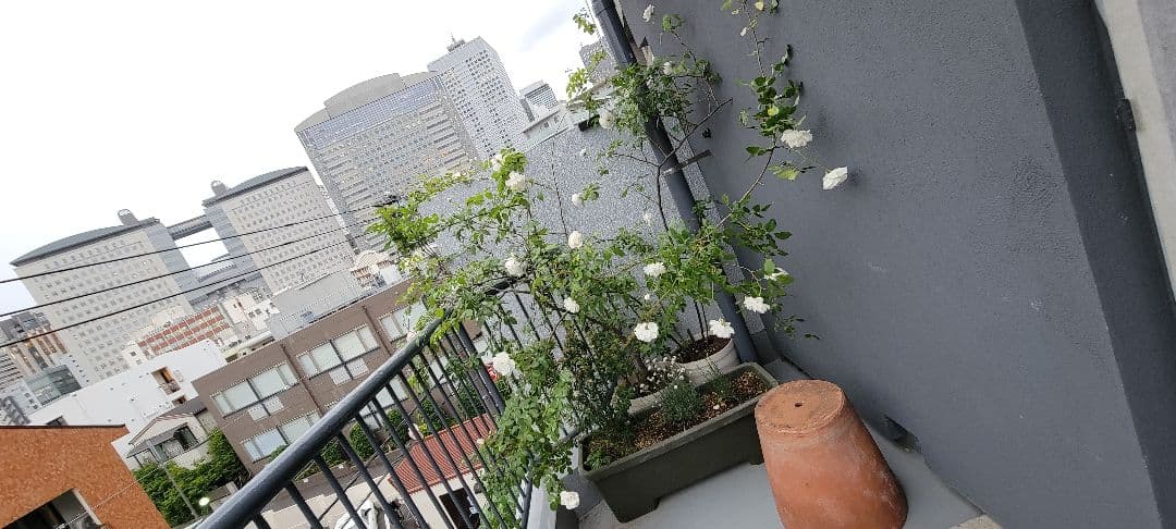 バラ大株鉢植え つる性アイスバーグ 11-12号鉢 幅200cm 高150cm