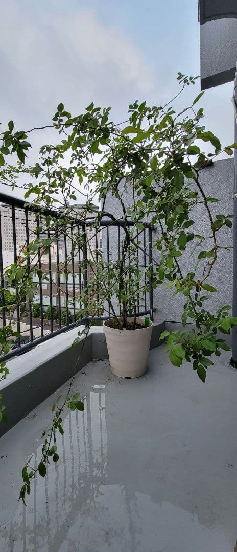 バラ大株鉢植え つる性アイスバーグ 11-12号鉢 幅200cm 高150cm