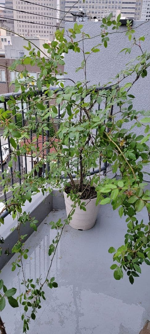 バラ大株鉢植え つる性アイスバーグ 11-12号鉢 幅200cm 高150cm