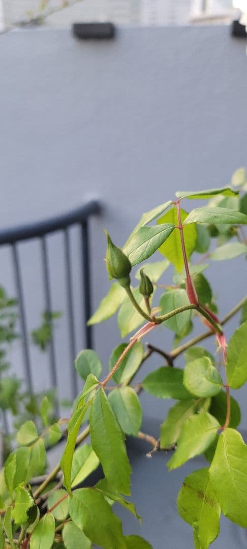 バラ大株鉢植え つる性アイスバーグ 11-12号鉢 幅200cm 高150cm