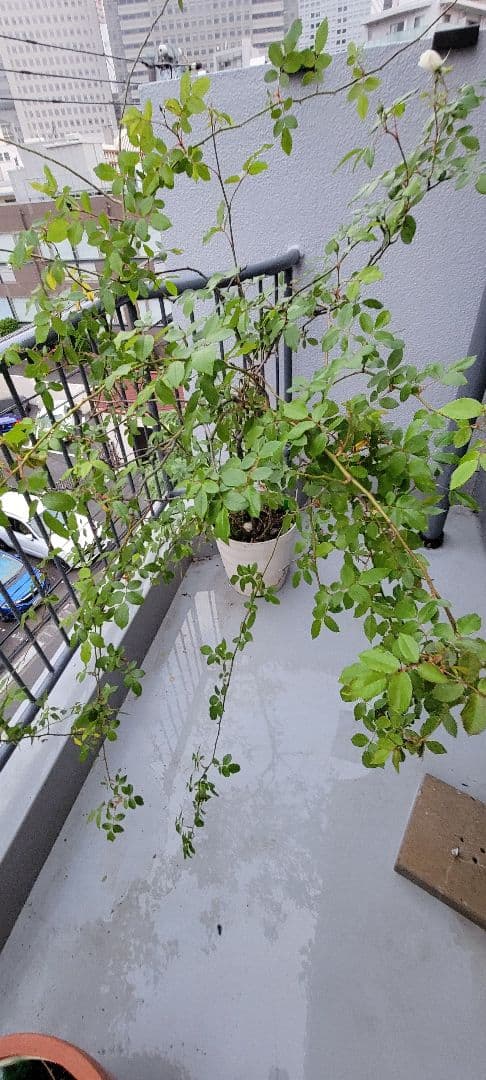 バラ大株鉢植え つる性アイスバーグ 11-12号鉢 幅200cm 高150cm