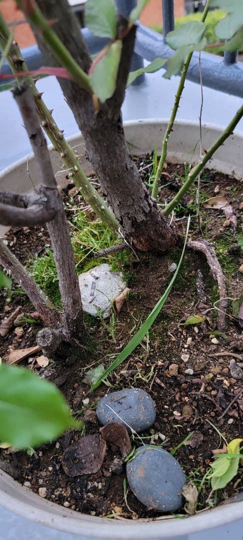 バラ大株鉢植え つる性アイスバーグ 11-12号鉢 幅200cm 高150cm