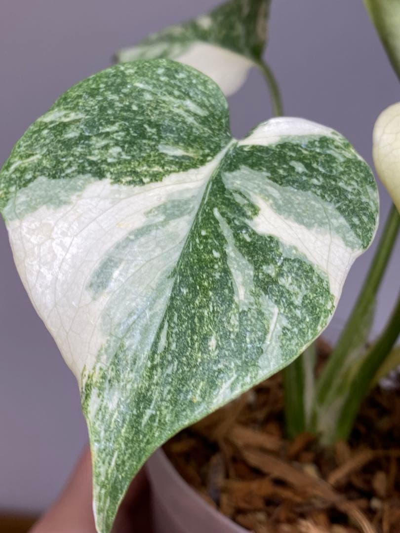 D*K様 【しっかり株✨】モンステラ　デリシオーサ　レガシー　斑入り　希少　メル