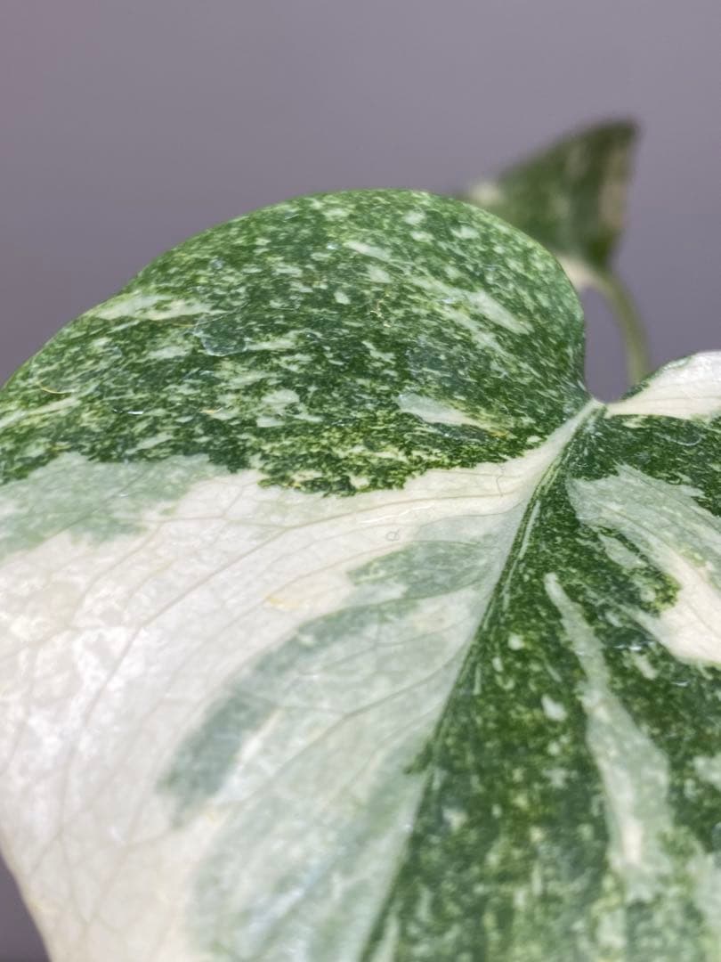 D*K様 【しっかり株✨】モンステラ　デリシオーサ　レガシー　斑入り　希少　メル