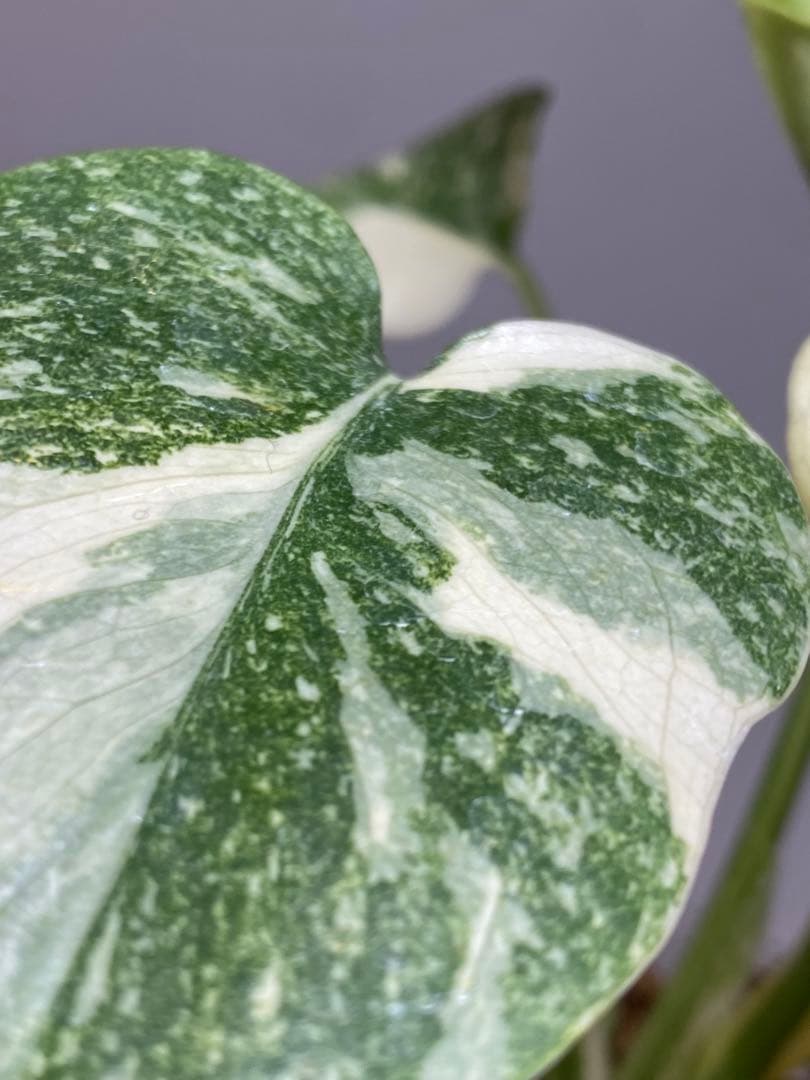 D*K様 【しっかり株✨】モンステラ　デリシオーサ　レガシー　斑入り　希少　メル