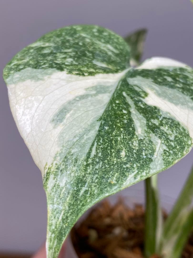D*K様 【しっかり株✨】モンステラ　デリシオーサ　レガシー　斑入り　希少　メル