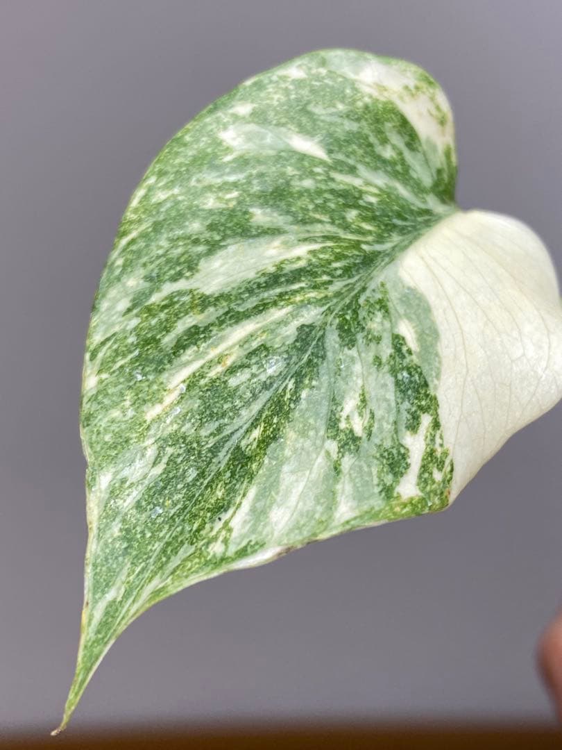 D*K様 【しっかり株✨】モンステラ　デリシオーサ　レガシー　斑入り　希少　メル