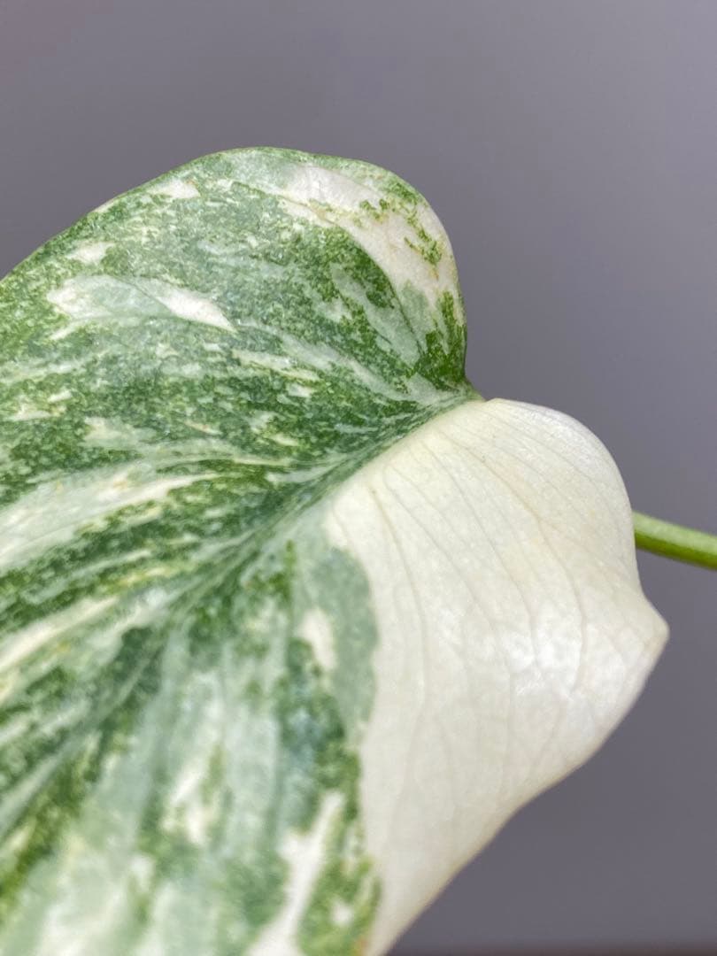 D*K様 【しっかり株✨】モンステラ　デリシオーサ　レガシー　斑入り　希少　メル