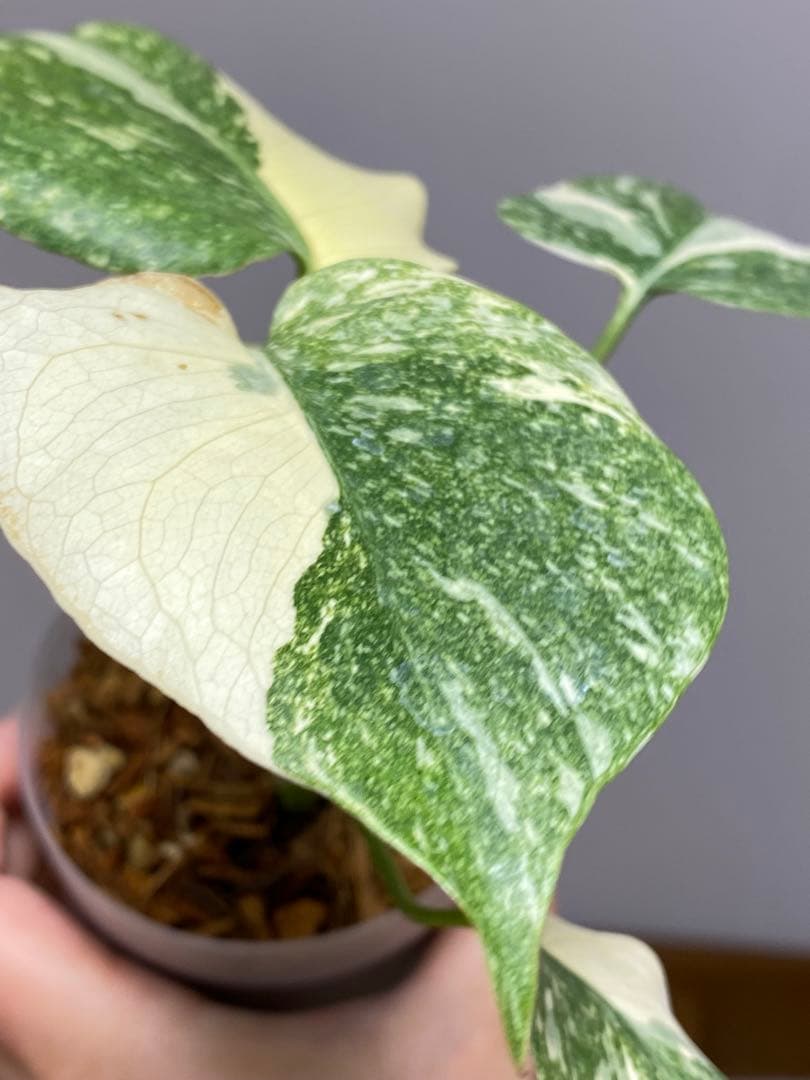 D*K様 【しっかり株✨】モンステラ　デリシオーサ　レガシー　斑入り　希少　メル