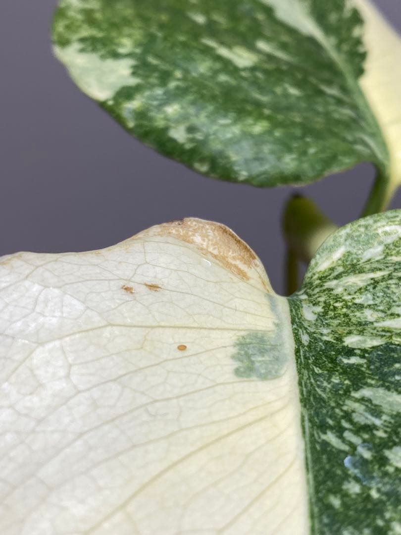 D*K様 【しっかり株✨】モンステラ　デリシオーサ　レガシー　斑入り　希少　メル