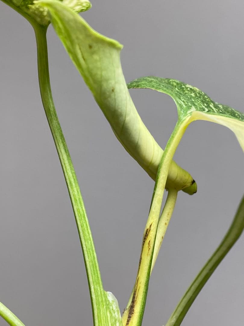 D*K様 【しっかり株✨】モンステラ　デリシオーサ　レガシー　斑入り　希少　メル