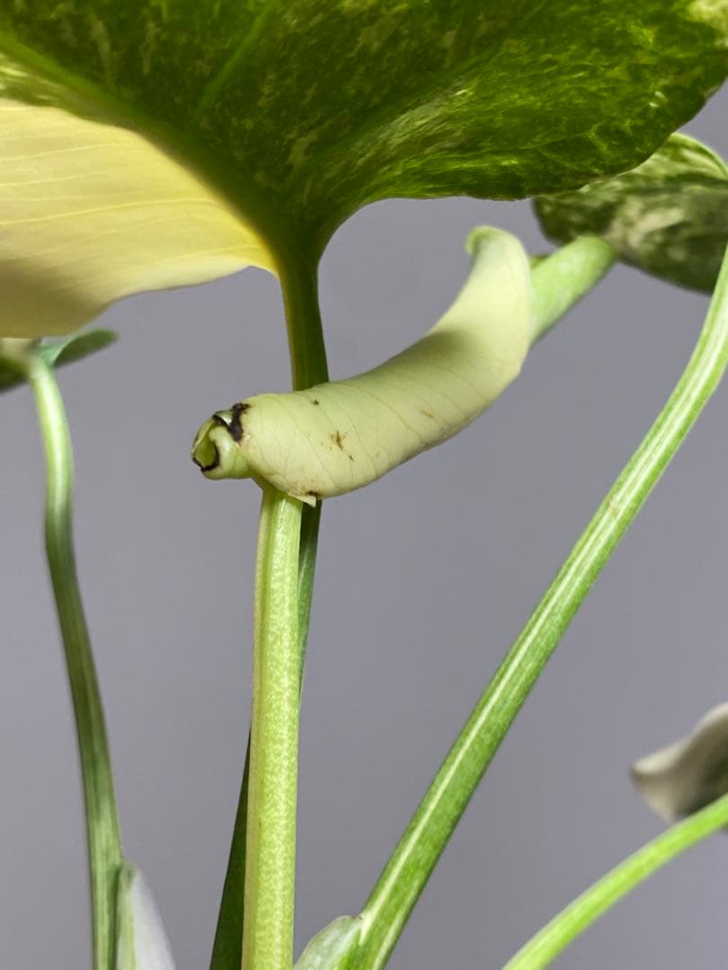 D*K様 【しっかり株✨】モンステラ　デリシオーサ　レガシー　斑入り　希少　メル