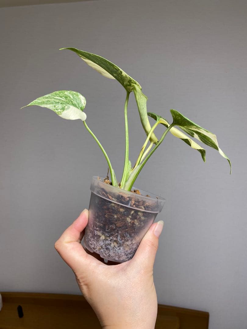 D*K様 【しっかり株✨】モンステラ　デリシオーサ　レガシー　斑入り　希少　メル