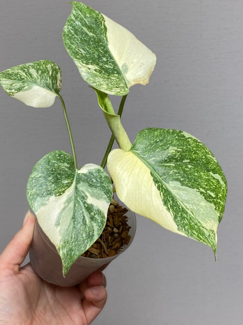 D*K様 【しっかり株✨】モンステラ　デリシオーサ　レガシー　斑入り　希少　メル