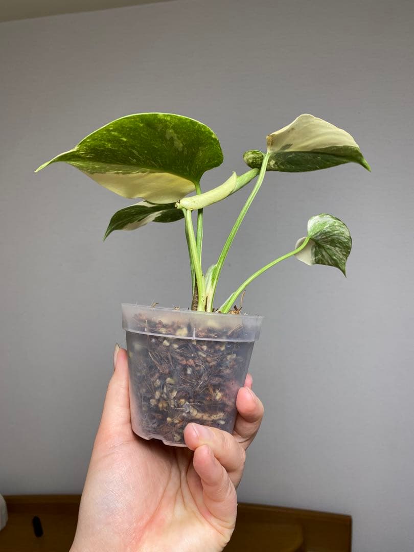 D*K様 【しっかり株✨】モンステラ　デリシオーサ　レガシー　斑入り　希少　メル