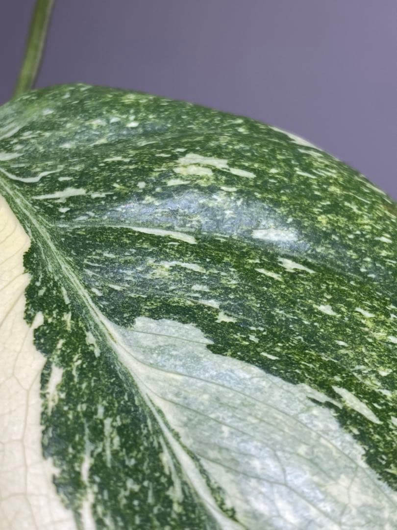 D*K様 【しっかり株✨】モンステラ　デリシオーサ　レガシー　斑入り　希少　メル