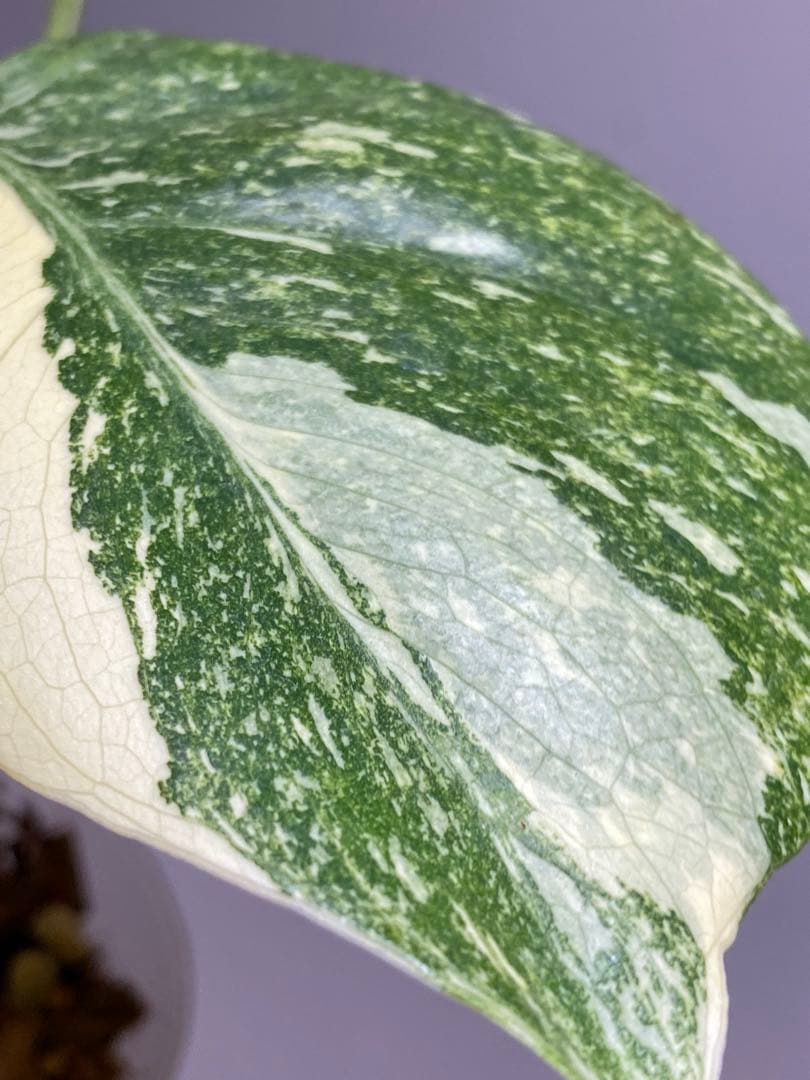 D*K様 【しっかり株✨】モンステラ　デリシオーサ　レガシー　斑入り　希少　メル