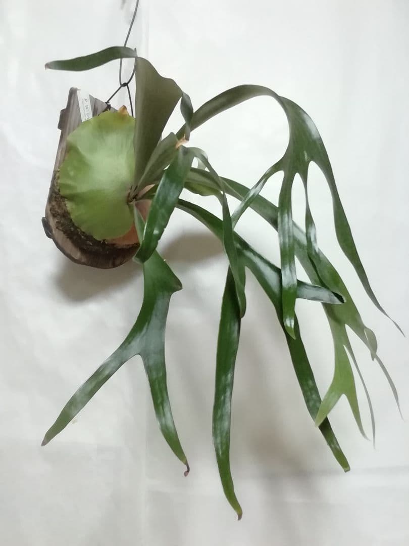 優優です　着性板 4枚プラス作業台