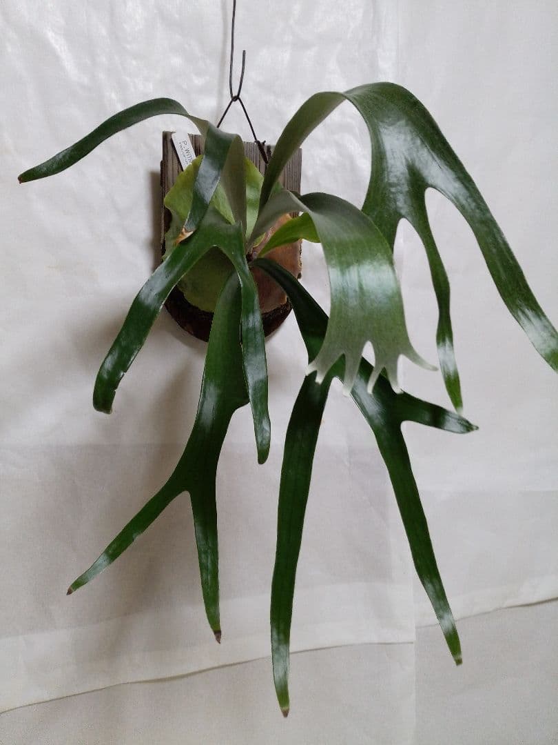 優優です　着性板 4枚プラス作業台