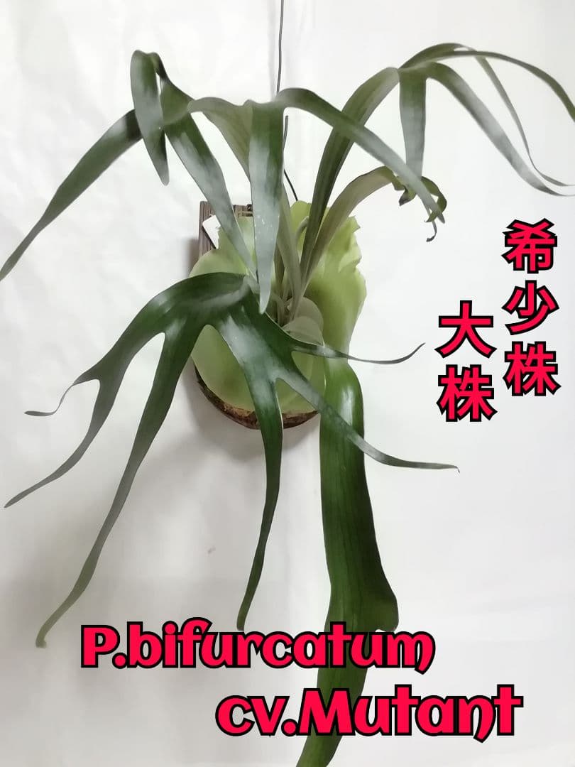 優優です　着性板 4枚プラス作業台