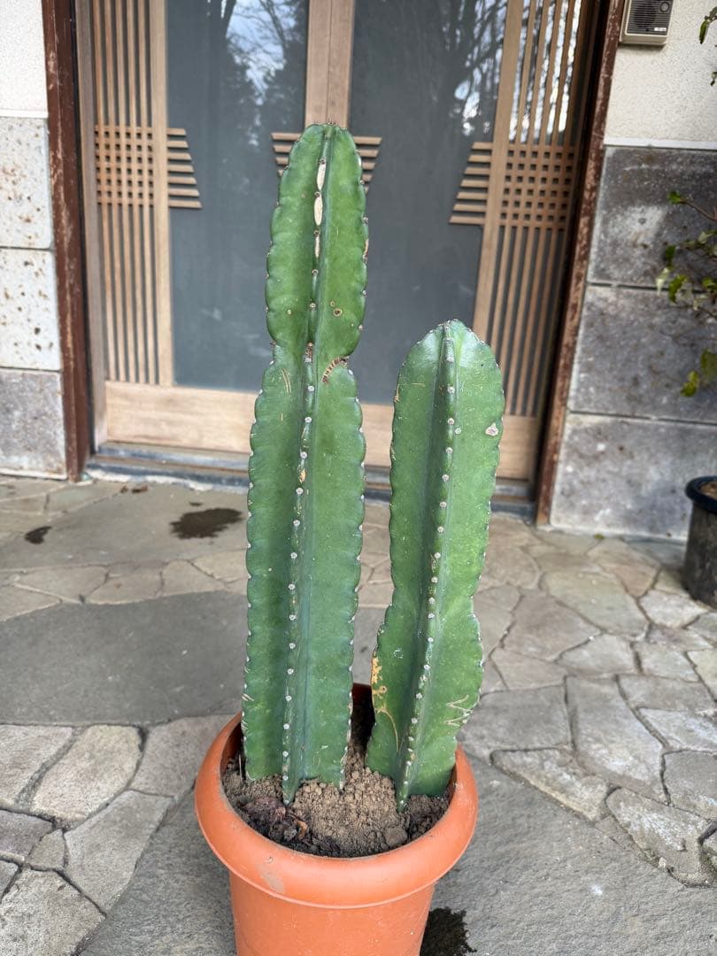 鬼面角柱サボテン　鉢ごと発送