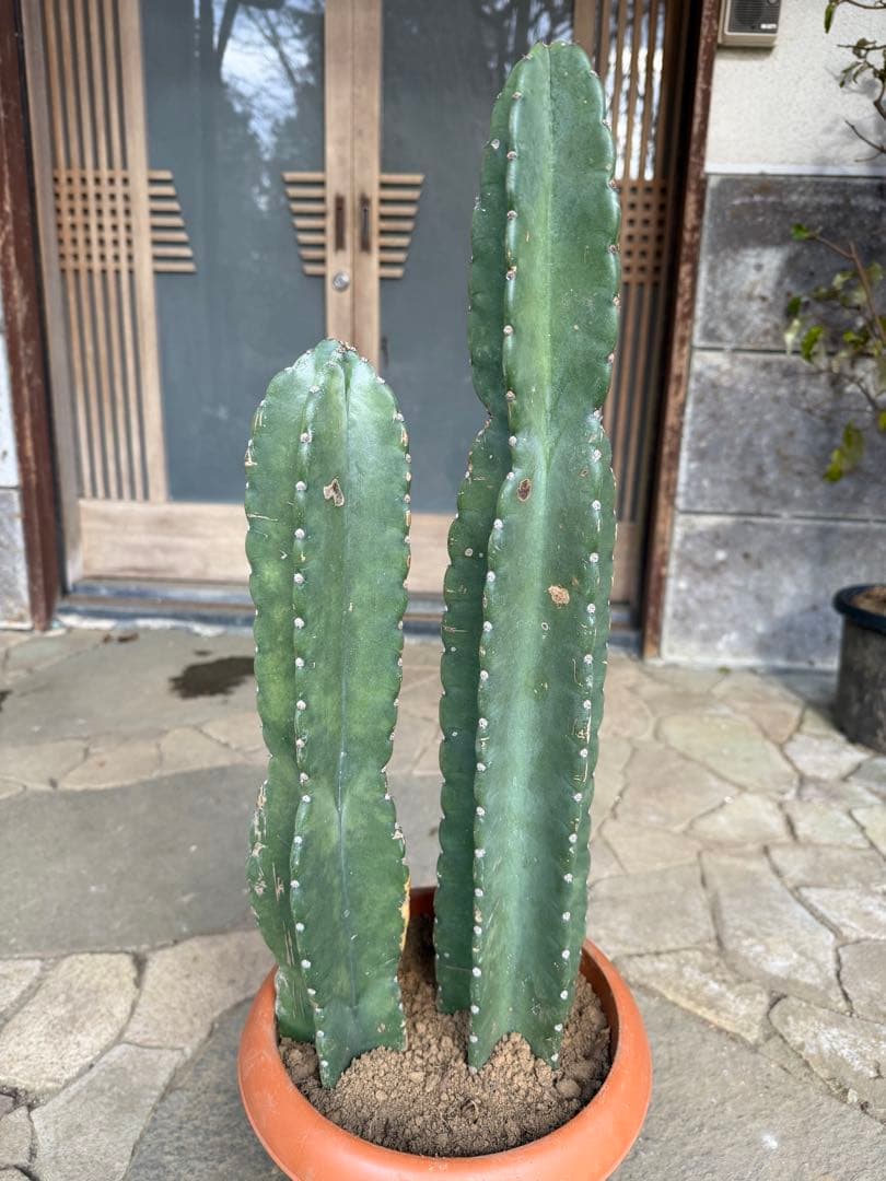 鬼面角柱サボテン　鉢ごと発送