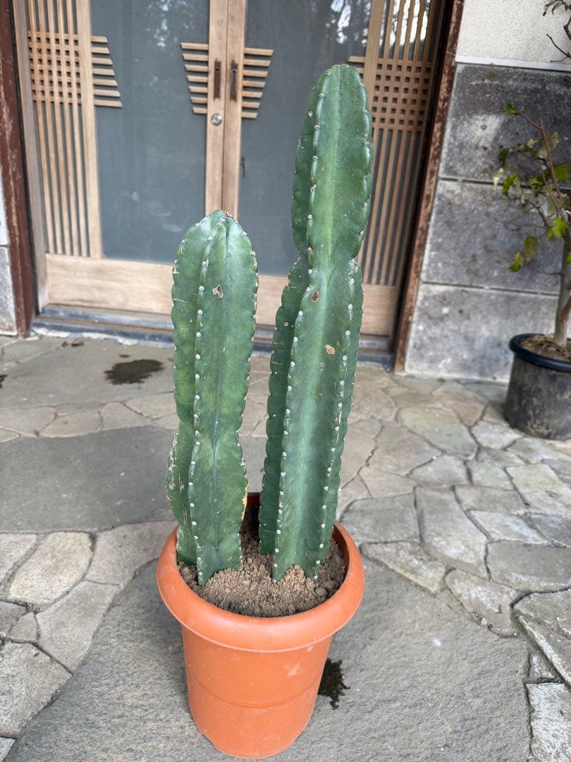 鬼面角柱サボテン　鉢ごと発送