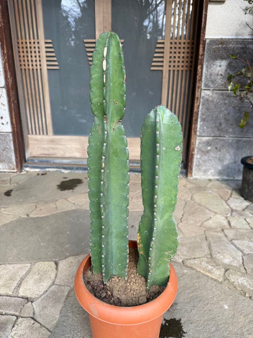 鬼面角柱サボテン　鉢ごと発送