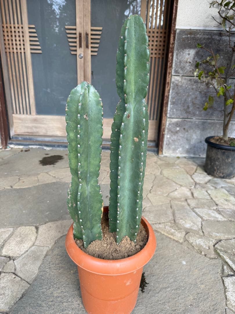 鬼面角柱サボテン　鉢ごと発送