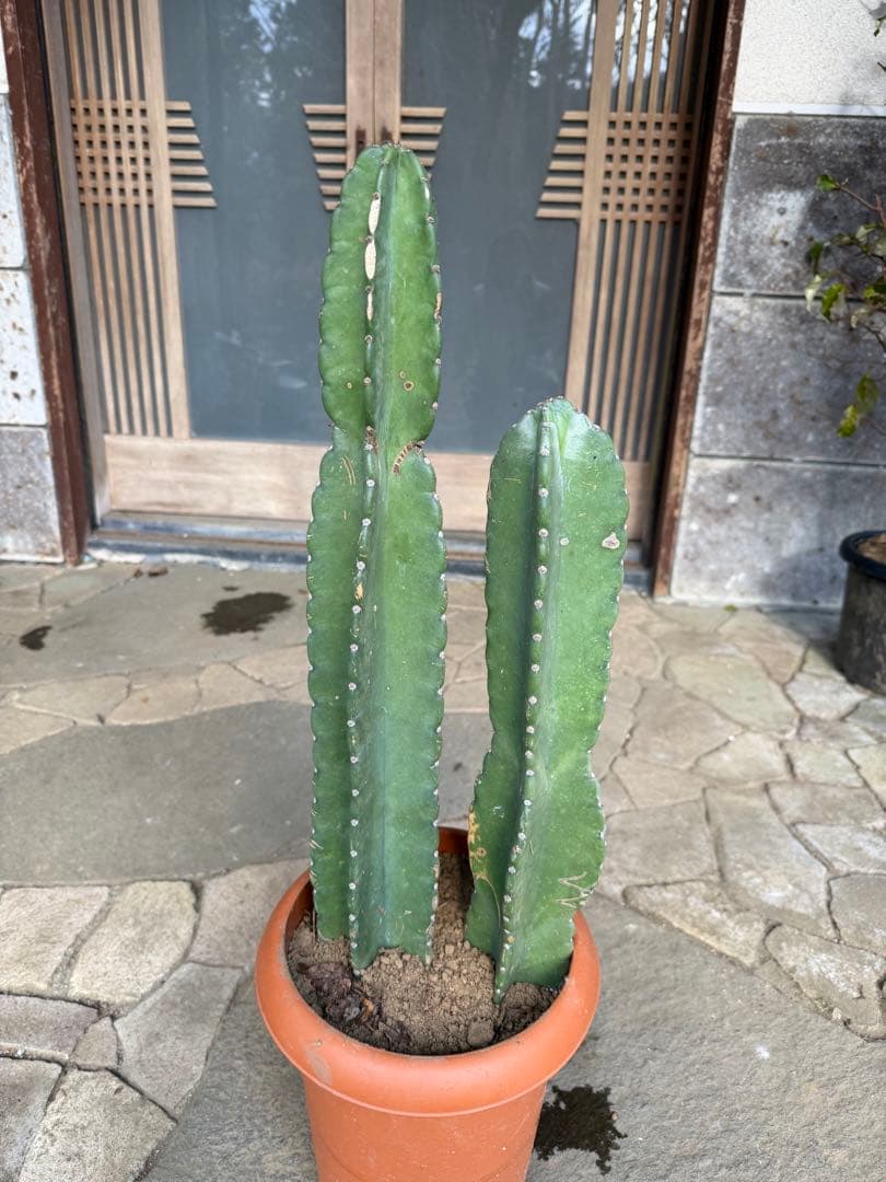 鬼面角柱サボテン　鉢ごと発送