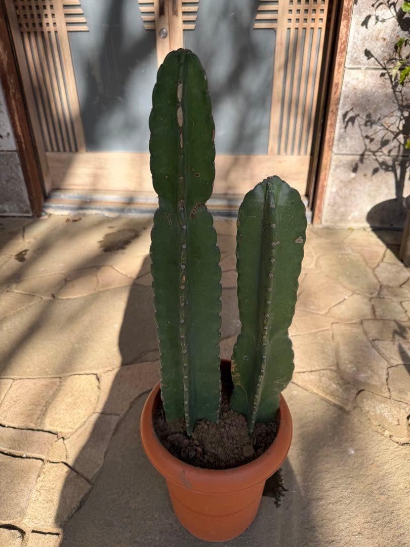 鬼面角柱サボテン　鉢ごと発送