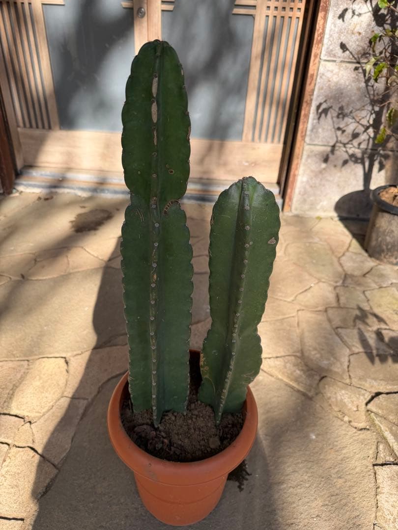 鬼面角柱サボテン　鉢ごと発送