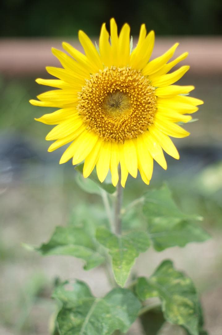 【希少・富岡光学 ヤシカ】 Auto Yashinon-DX 50mm F2