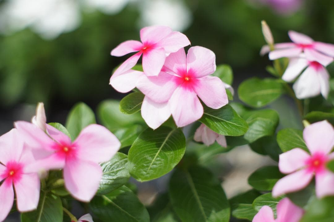 【希少・富岡光学 ヤシカ】 Auto Yashinon-DX 50mm F2