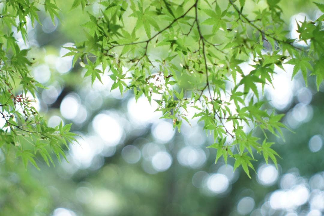 【希少・富岡光学 ヤシカ】 Auto Yashinon-DX 50mm F2