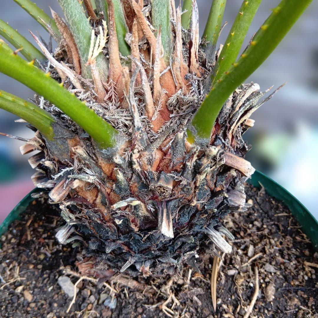 ソテツ 蘇鉄 常緑樹 鉢付き ドライガーデン