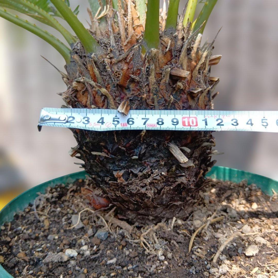 ソテツ 蘇鉄 常緑樹 鉢付き ドライガーデン