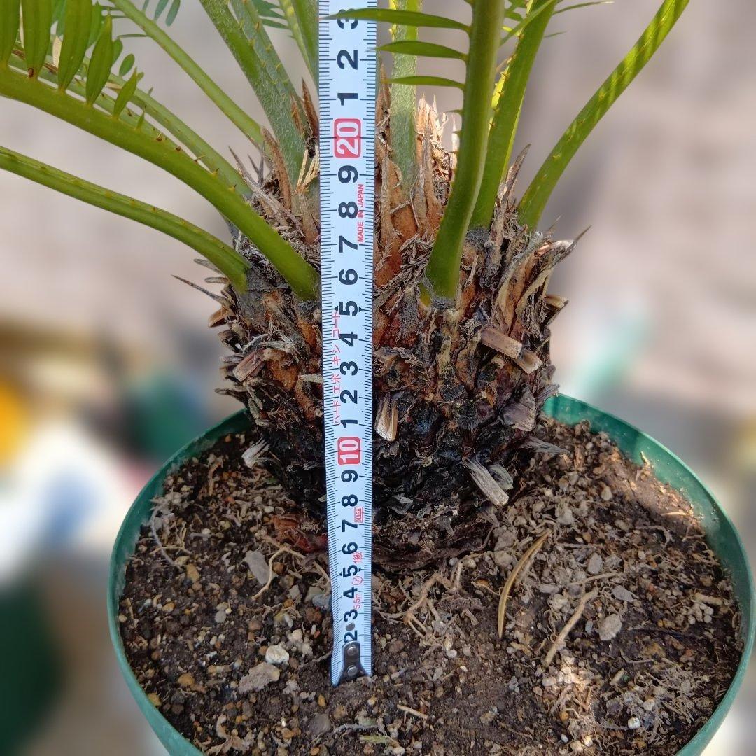 ソテツ 蘇鉄 常緑樹 鉢付き ドライガーデン