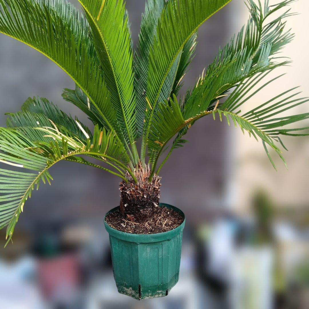 ソテツ 蘇鉄 常緑樹 鉢付き ドライガーデン