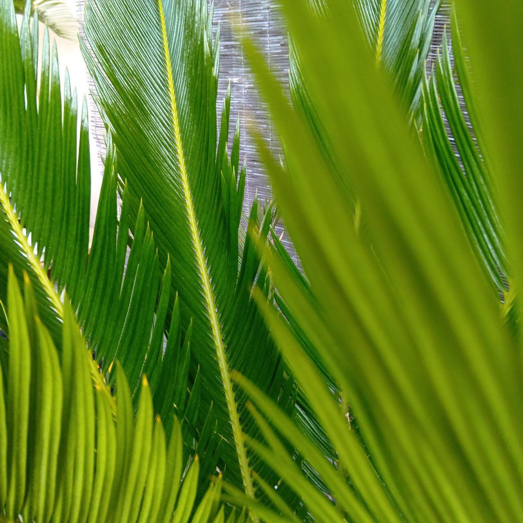 ソテツ 蘇鉄 常緑樹 鉢付き ドライガーデン