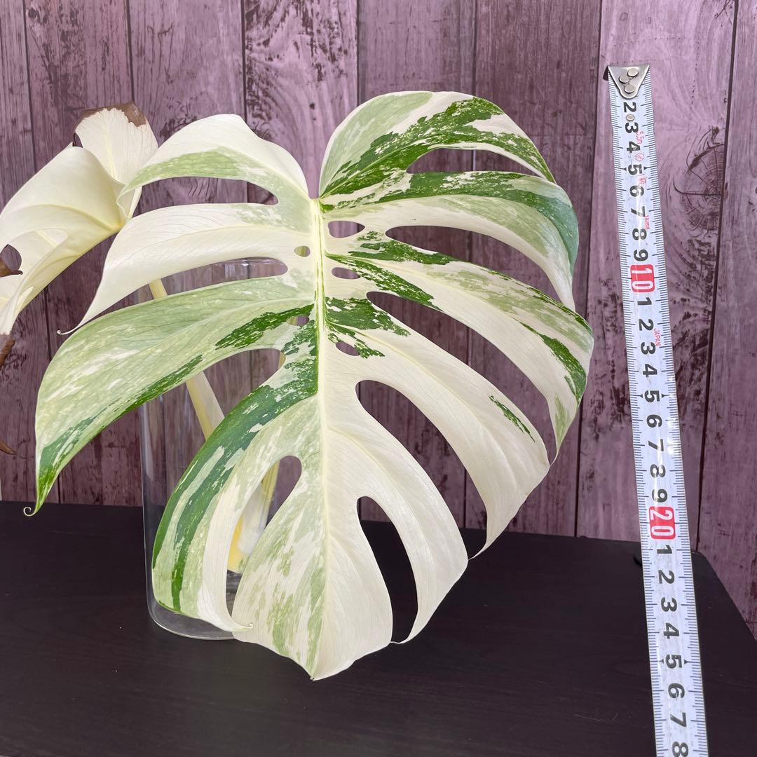 ☆美斑☆トップカット☆モンステラ斑入り☆ボルシギアナ☆ホワイトタイガー☆