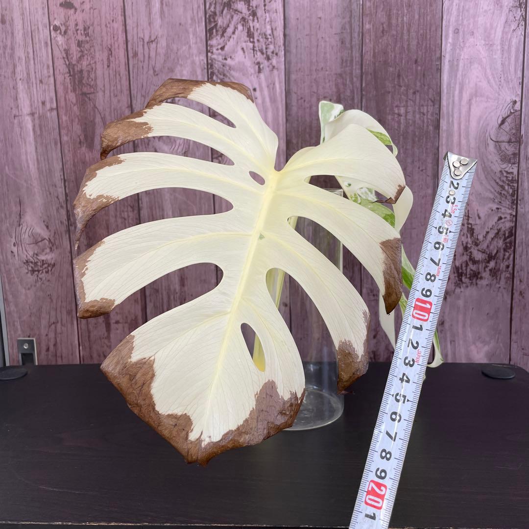 ☆美斑☆トップカット☆モンステラ斑入り☆ボルシギアナ☆ホワイトタイガー☆