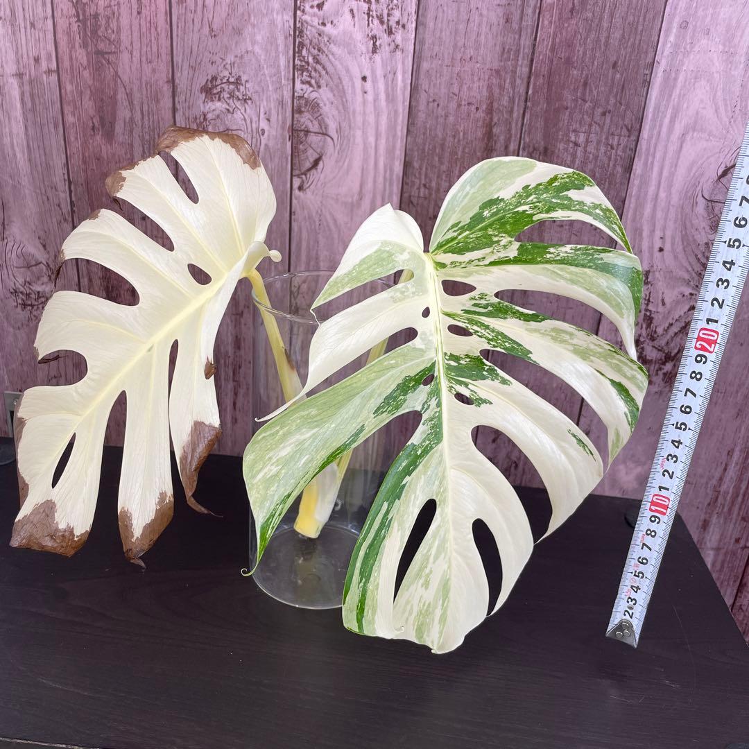 ☆美斑☆トップカット☆モンステラ斑入り☆ボルシギアナ☆ホワイトタイガー☆