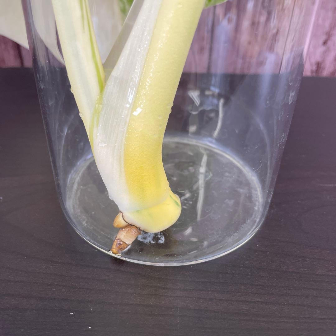 ☆美斑☆トップカット☆モンステラ斑入り☆ボルシギアナ☆ホワイトタイガー☆